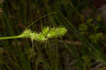 Hammock sedge